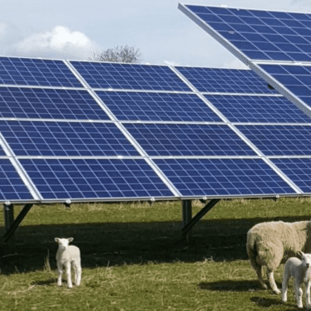 an adult sheep and two lambs stand in a field next to solar panels