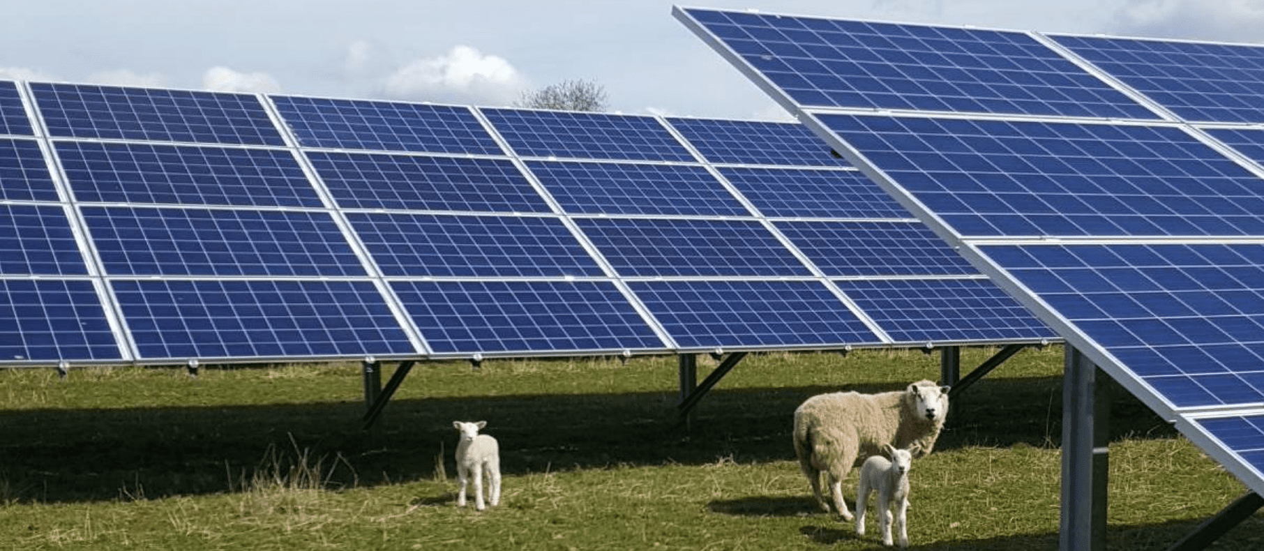 an adult sheep and two lambs stand in a field next to solar panels