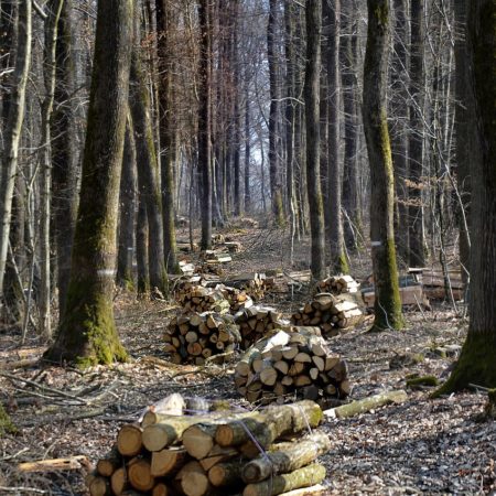 a forest with cut logs gathered