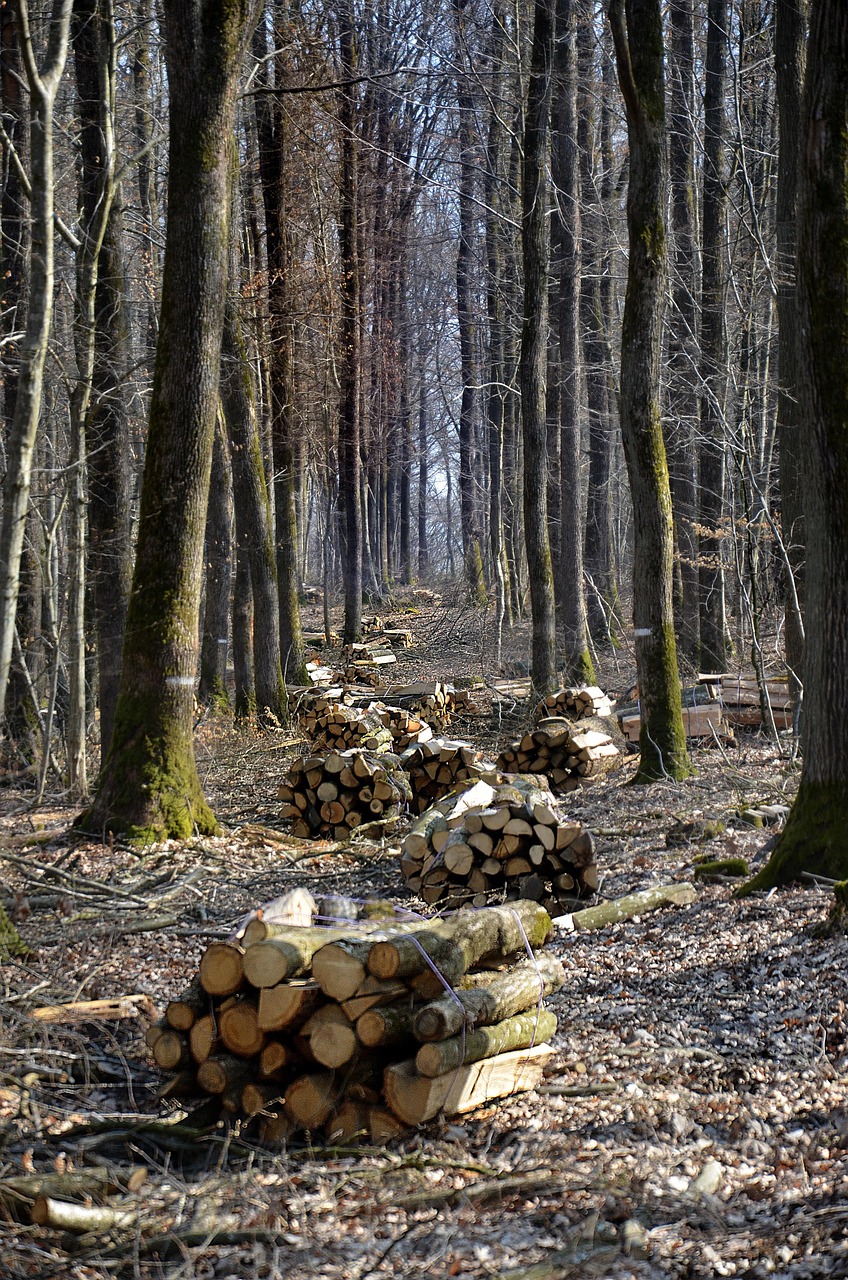 a forest with cut logs gathered